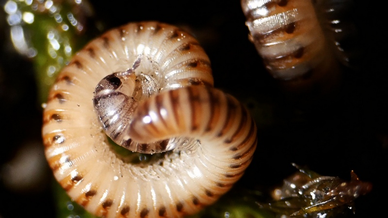 Różnorodność biologiczna – Ewolucja gleby